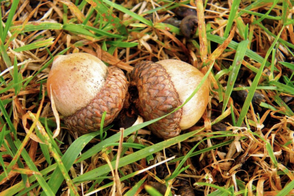 Two acorns on grass