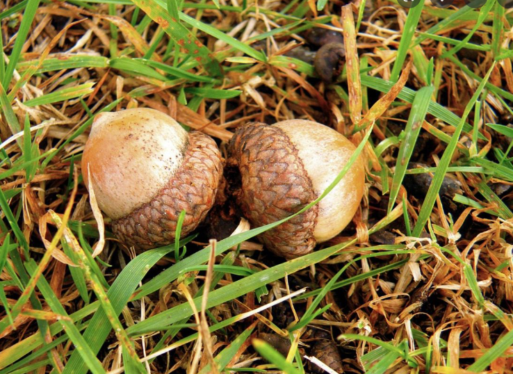 Two acorns on grass