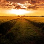 View of a crop field with red sky