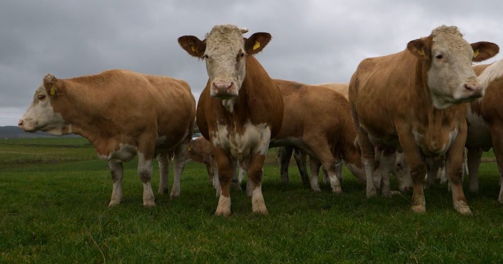 Simmental heifers in a field