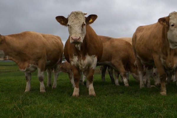 Simmental heifers in a field