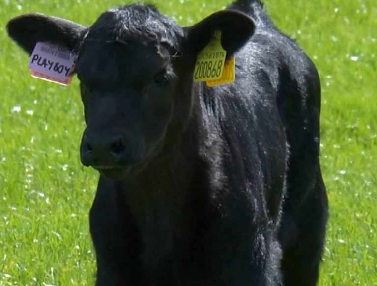 Limousin calf