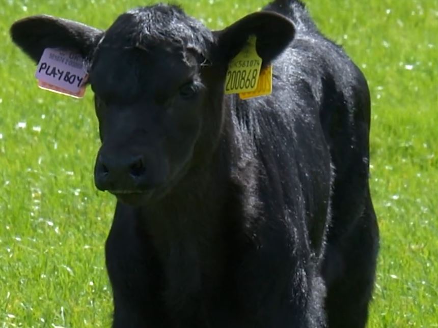 Limousin calf