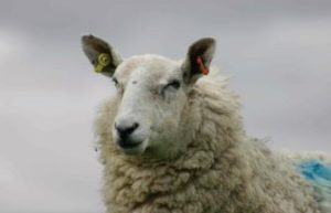 Sheep head