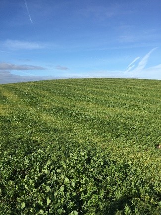 Cover Crops