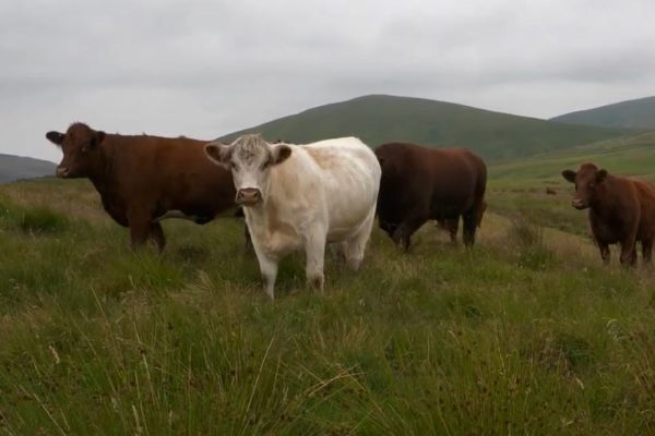 Beef heifers on a hill