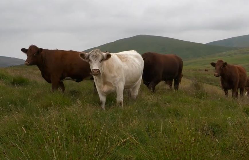 Beef heifers on a hill