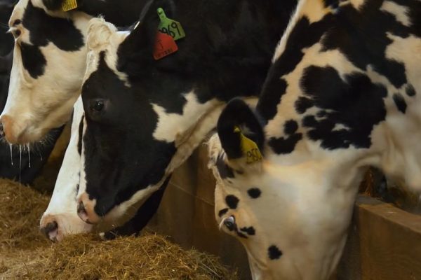 Fresian cows eating silage