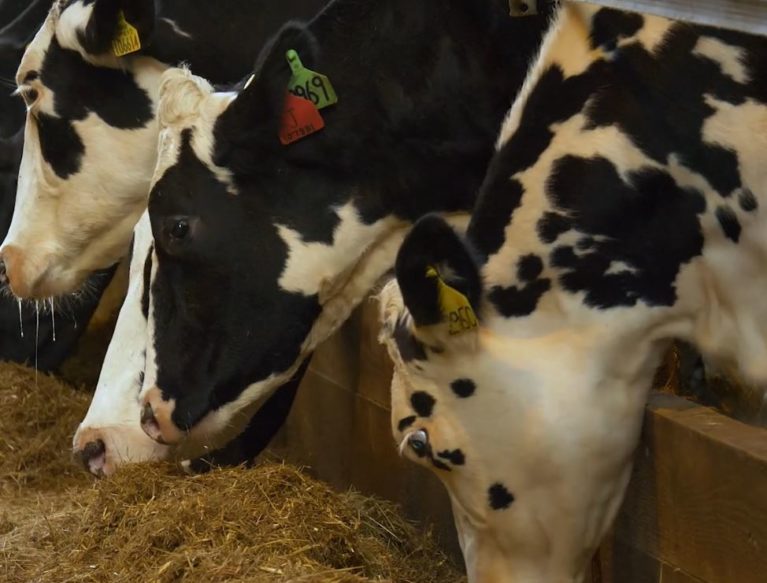 Fresian cows eating silage