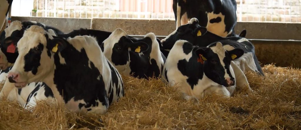 Fresian cows lying in straw