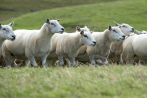 Field or ewes