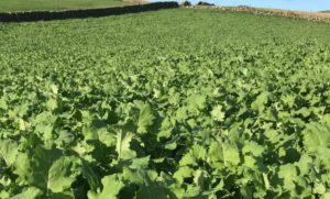 Forage Guide Forage Crop