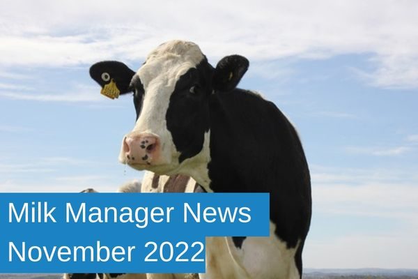 MMN downer cow2022