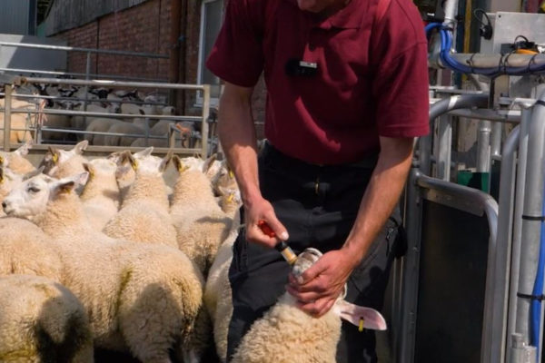 Older lamb being dosed