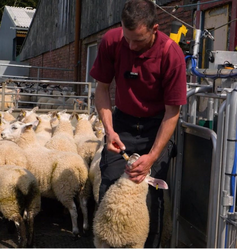 Older lamb being dosed