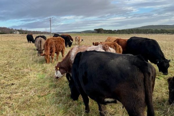 Beef cattle grazing