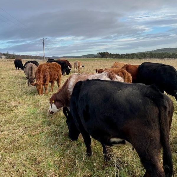 Beef cattle grazing