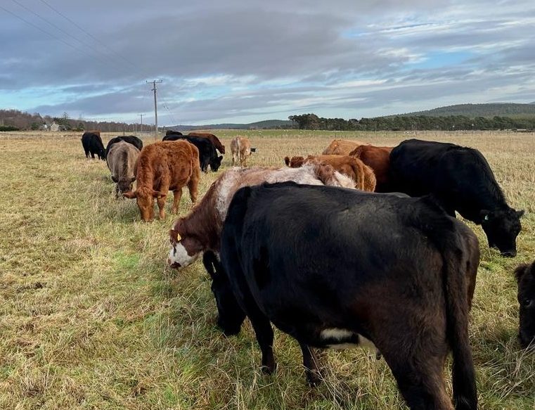 Beef cattle grazing