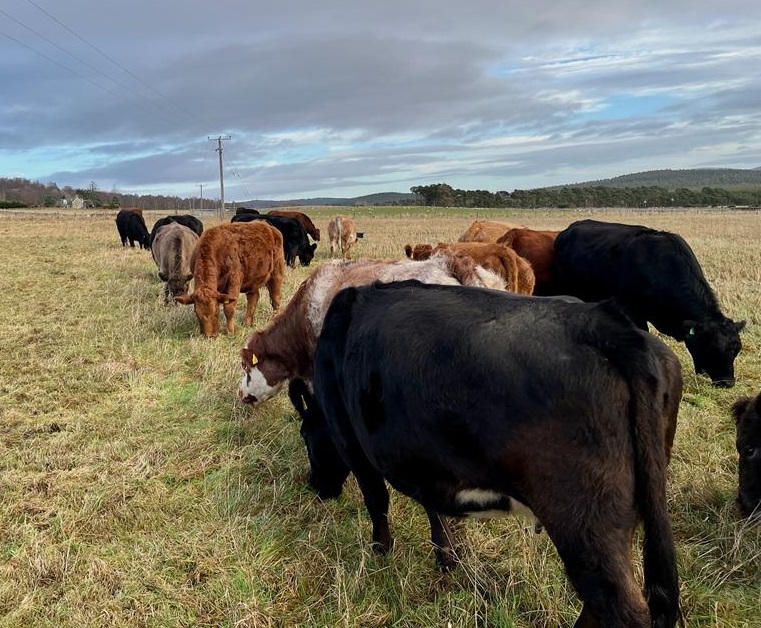 Beef cattle grazing