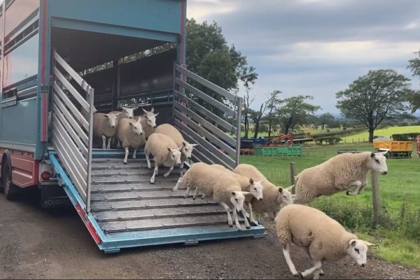 Older lambs running off a lorry ramp