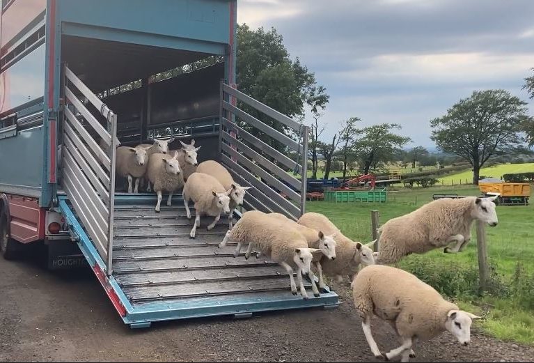Older lambs running off a lorry ramp