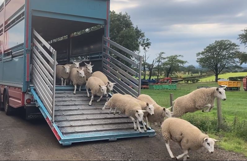Sheep Movements A Comprehensive Guide Information helping farmers in