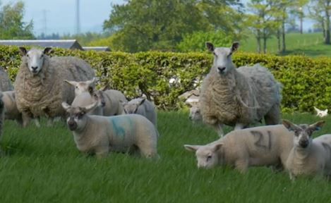 Sheep and lambs in a field