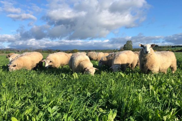 Sheep grazing a forage crops
