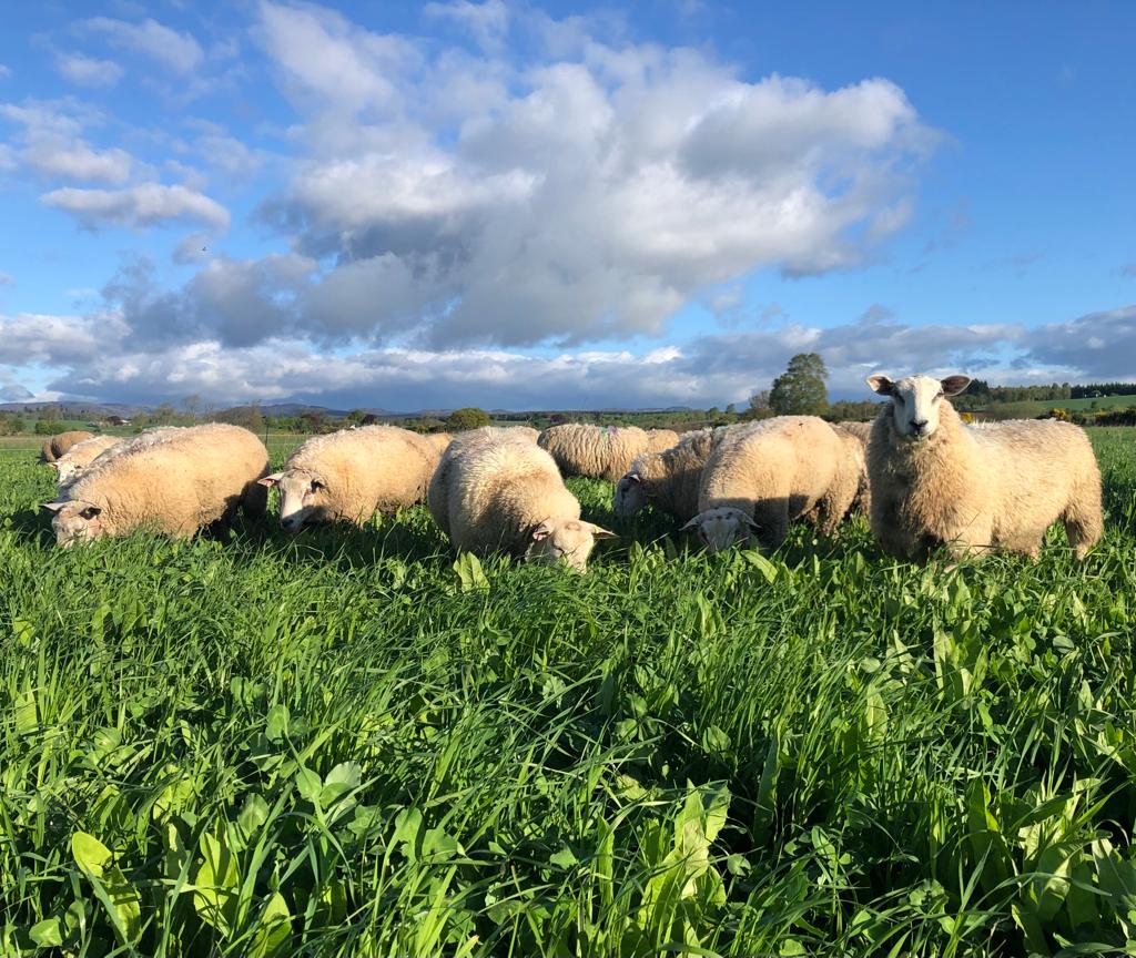 Sheep grazing a forage crops