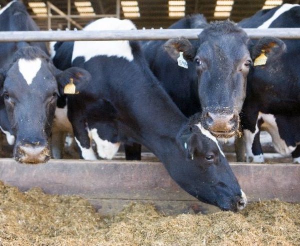 Dairy cows eating silage