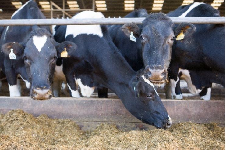 Dairy cows eating silage