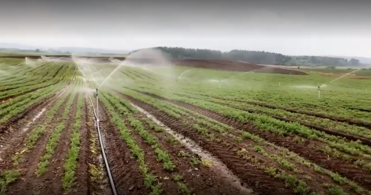 irrigation