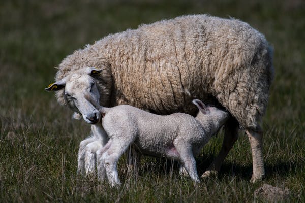 Lamb sucking a ewe
