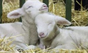 Two lambs lying on straw