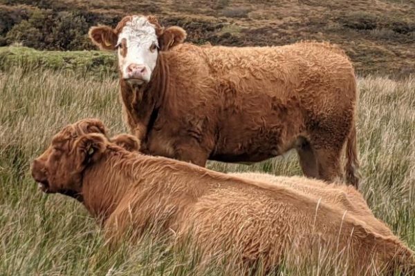 Beef Cattle in a field