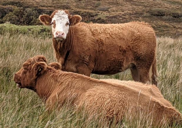 Beef Cattle in a field