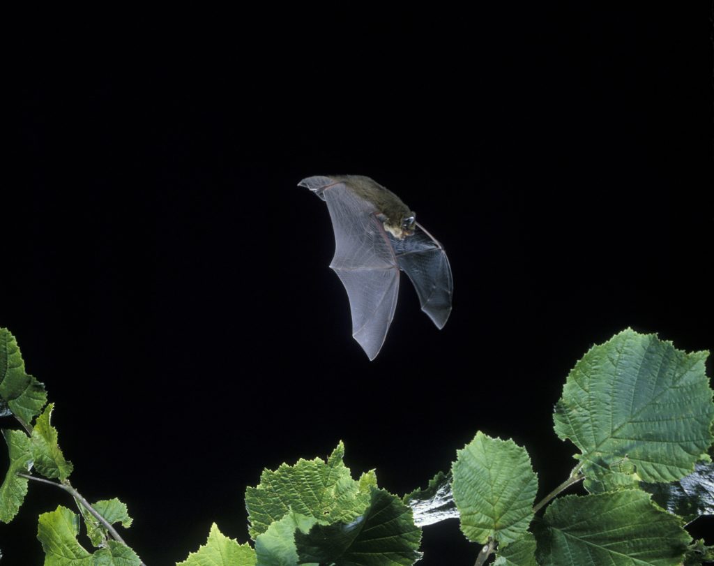 Common Pipistrelle bat