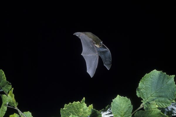 Common Pipistrelle bat