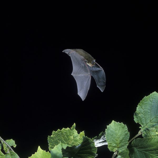 Common Pipistrelle bat