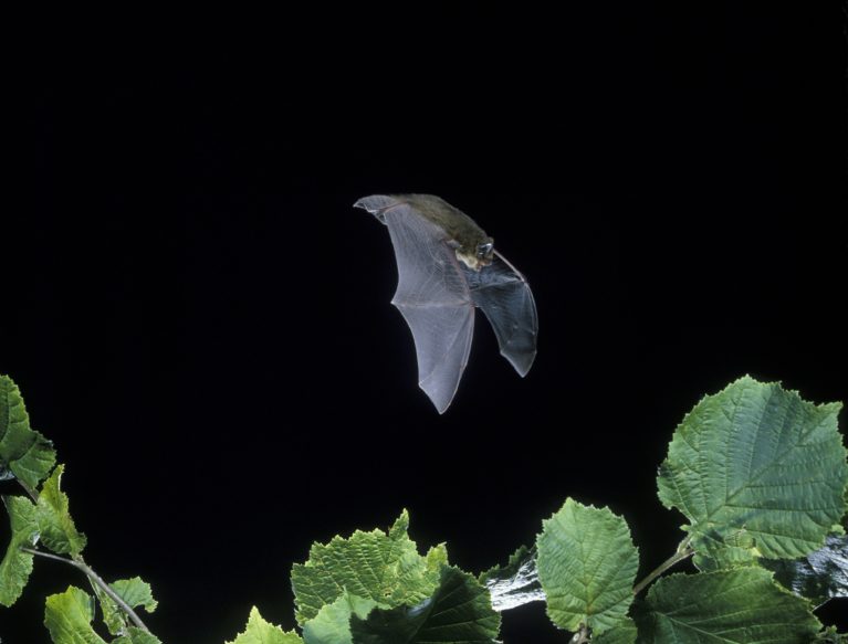 Common Pipistrelle bat