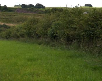 Picture of a hedge field boundary