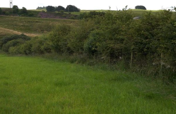 Picture of a hedge field boundary