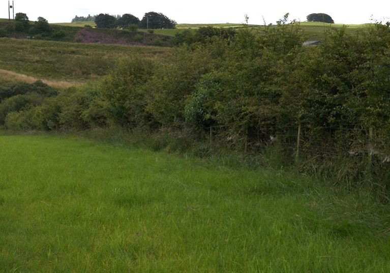 Picture of a hedge field boundary