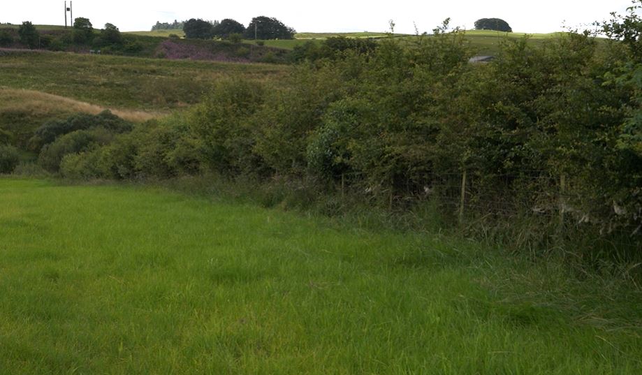 Picture of a hedge field boundary
