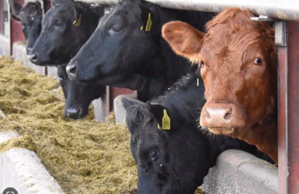 Cows eating silage