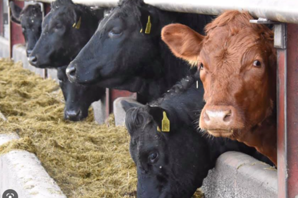 Cows eating silage