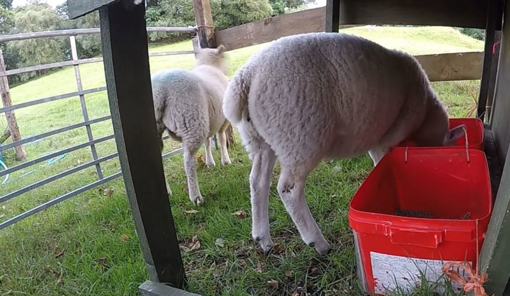 Lambs creep feeding