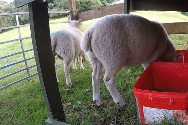 Lambs creep feeding