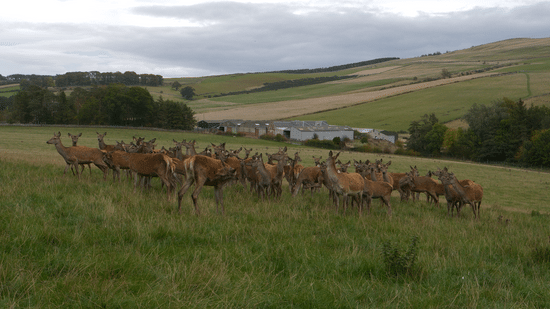 Herd of deer in a field