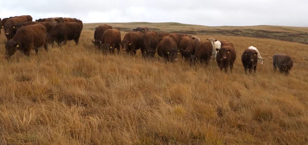 Luing Cattle grazing